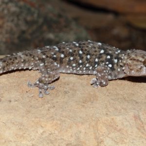 Bibron Gecko For Sale