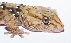Bibron Gecko For Sale