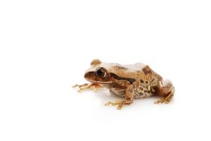 Big Eyed Tree Frog For Sale