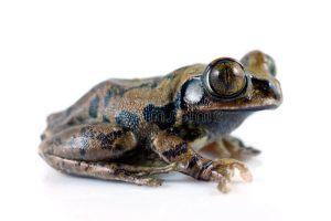 Big Eyed Tree Frog For Sale
