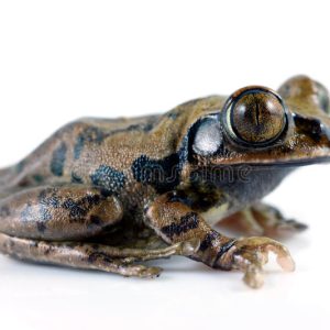 Big Eyed Tree Frog For Sale