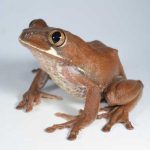 Big Eyed Tree Frog For Sale