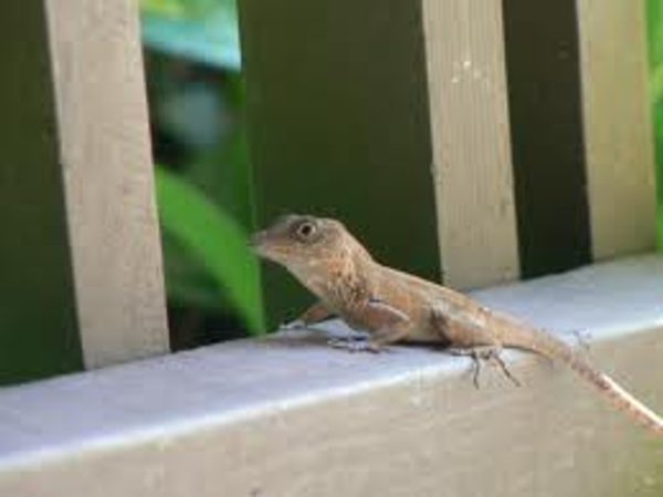 Big Head Anole For Sale