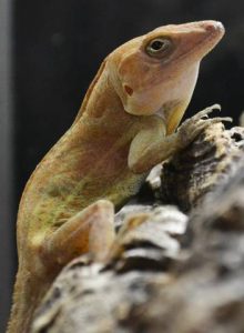 Big Head Anole For Sale