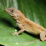 Big Head Anole For Sale