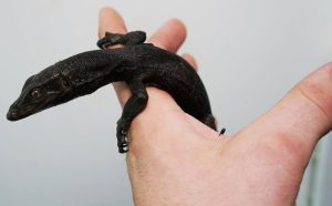 Black Dragon Water Monitor - Image 3