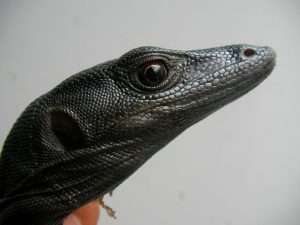 Black Dragon Water Monitor For Sale