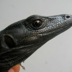 Black Dragon Water Monitor For Sale
