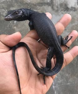 Black Dragon Water Monitor For Sale
