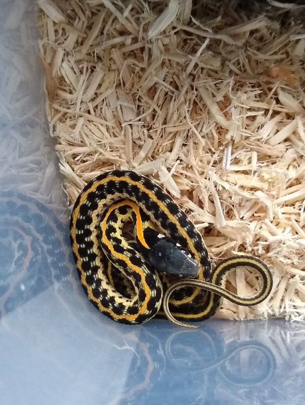 Black Necked Garter Snake For Sale