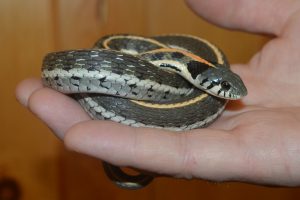 Black Necked Garter Snake For Sale