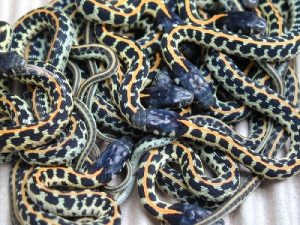 Black Necked Garter Snake For Sale