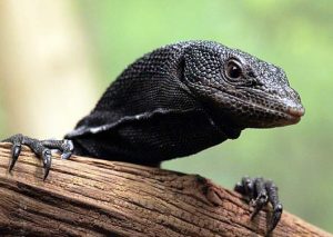 Black Tree Monitor For Sale