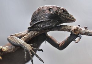 Black Tree Monitor For Sale
