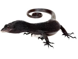 Black Tree Monitor For Sale