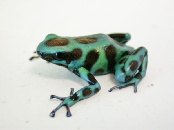 Black and Green Poison Dart Frog For Sale