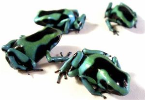 Black and Green Poison Dart Frog For Sale