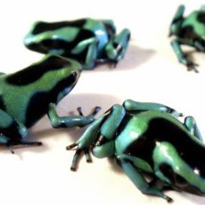 Black and Green Poison Dart Frog For Sale