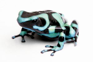 Black and Green Poison Dart Frog For Sale