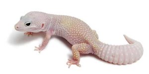 Blazing Blizzard Leopard Gecko for Sale