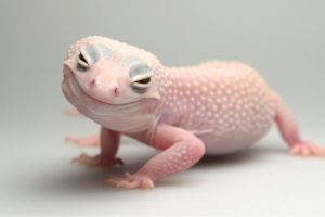 Blazing Blizzard Leopard Gecko for Sale
