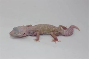 Blazing Blizzard Leopard Gecko for Sale