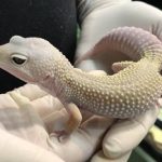 Blizzard Leopard Gecko - Image 3