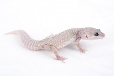 Blizzard Leopard Gecko For Sale