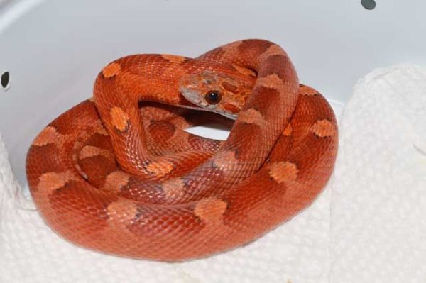 Blood Red Corn Snake For Sale | In Stock Now, Don't Miss - Exotic Pet Reptiles For Sale