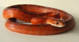 Blood Red Corn Snake For Sale | In Stock Now, Don't Miss - Exotic Pet Reptiles For Sale