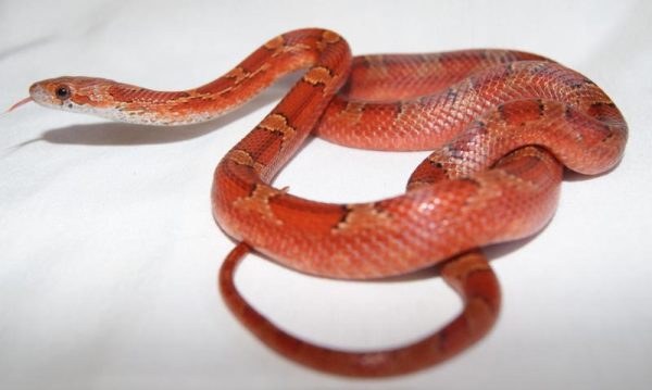 Blood Red Corn Snake For Sale | In Stock Now, Don't Miss - Exotic Pet Reptiles For Sale