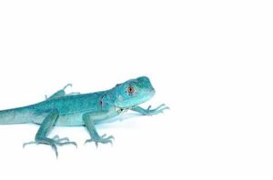 Blue Axanthic Iguana For Sale