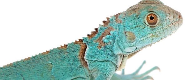 Blue Axanthic Iguana For Sale