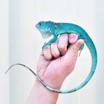 Blue Axanthic Iguana For Sale