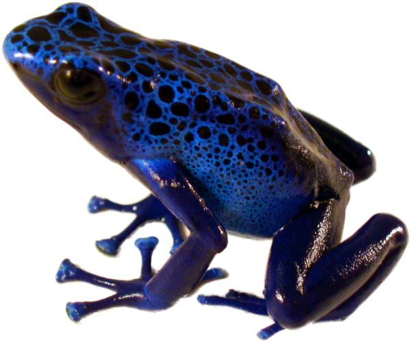 Blue Poison Dart Frog For Sale