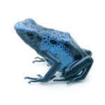Blue Poison Dart Frog For Sale