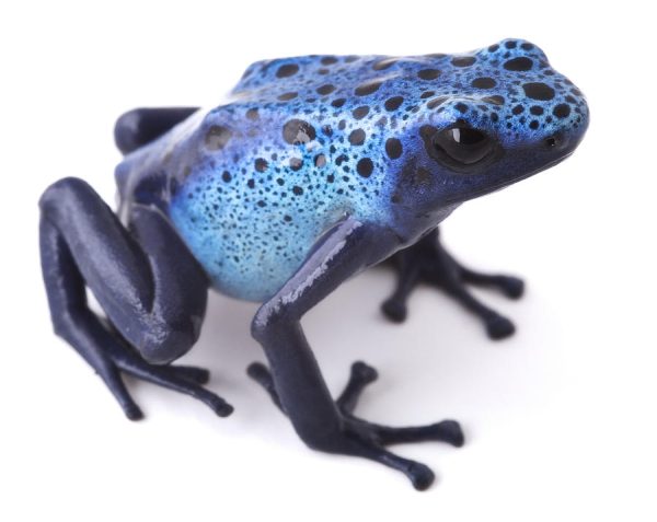 Blue Poison Dart Frog For Sale