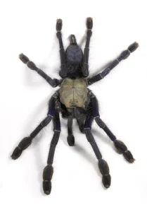 Blue Singapore Tarantula For Sale