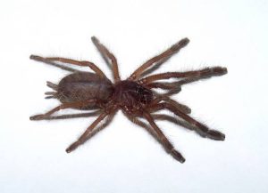 Blue Singapore Tarantula For Sale