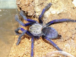 Blue Singapore Tarantula For Sale