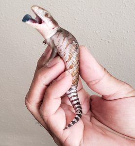 Blue Tongue Skink For Sale