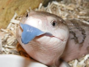 Blue Tongue Skink For Sale