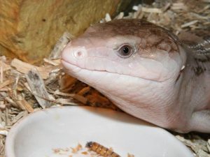 Blue Tongue Skink For Sale