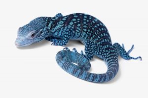 Blue Tree Monitor For Sale
