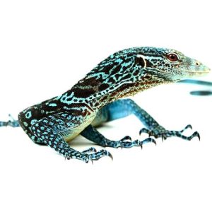 Blue Tree Monitor For Sale