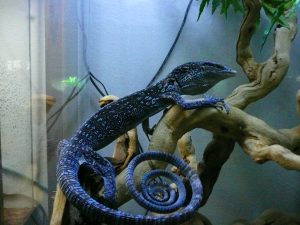 Blue Tree Monitor For Sale