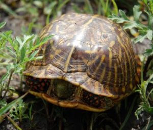 Three Toed Box Turtle For Sale | In Stock Now - Exotic Pet Reptiles For Sale