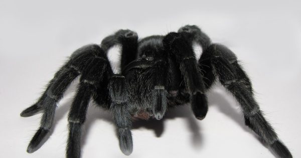 Brazilian Black Tarantula For Sale