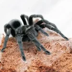 Brazilian Black Tarantula For Sale