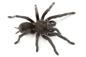 Brazilian Black Tarantula For Sale